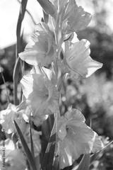 preview bw