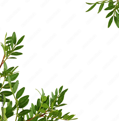 image to crop