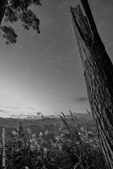 preview bw