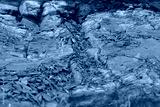 preview cold