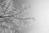 preview bw