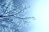 preview cold
