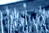 preview cold