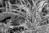 preview bw