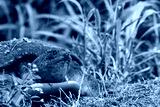 preview cold