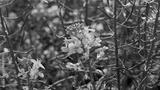 preview bw