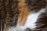 preview original