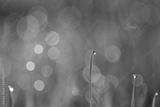 preview bw