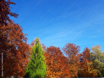 image to crop