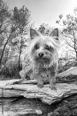 preview bw