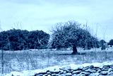 preview cold