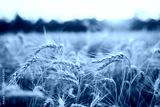 preview cold