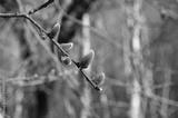 preview bw