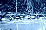 preview cold