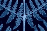 preview cold
