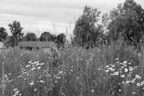 preview bw