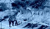 preview cold