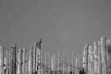 preview bw