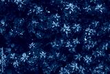 preview cold