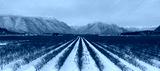 preview cold