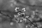 preview bw