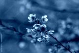 preview cold