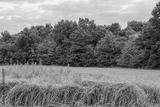 preview bw