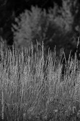 preview bw