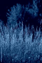 preview cold
