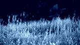 preview cold