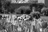 preview bw