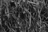 preview bw