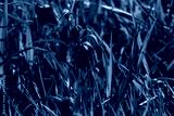 preview cold