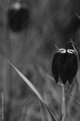 preview bw