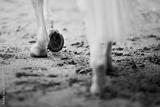 preview bw