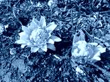 preview cold