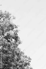 preview bw