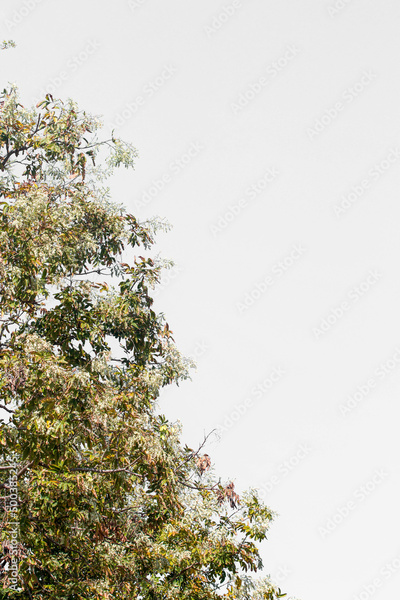 image to crop