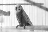 preview bw