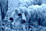 preview cold