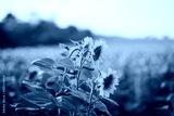 preview cold