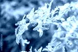 preview cold