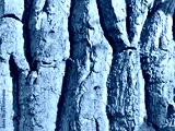 preview cold