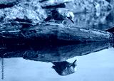 preview cold
