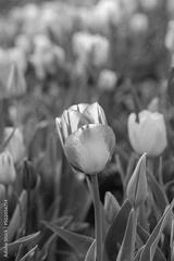 preview bw