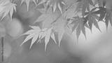 preview bw