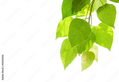 image to crop