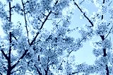 preview cold