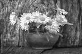 preview bw
