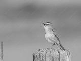 preview bw